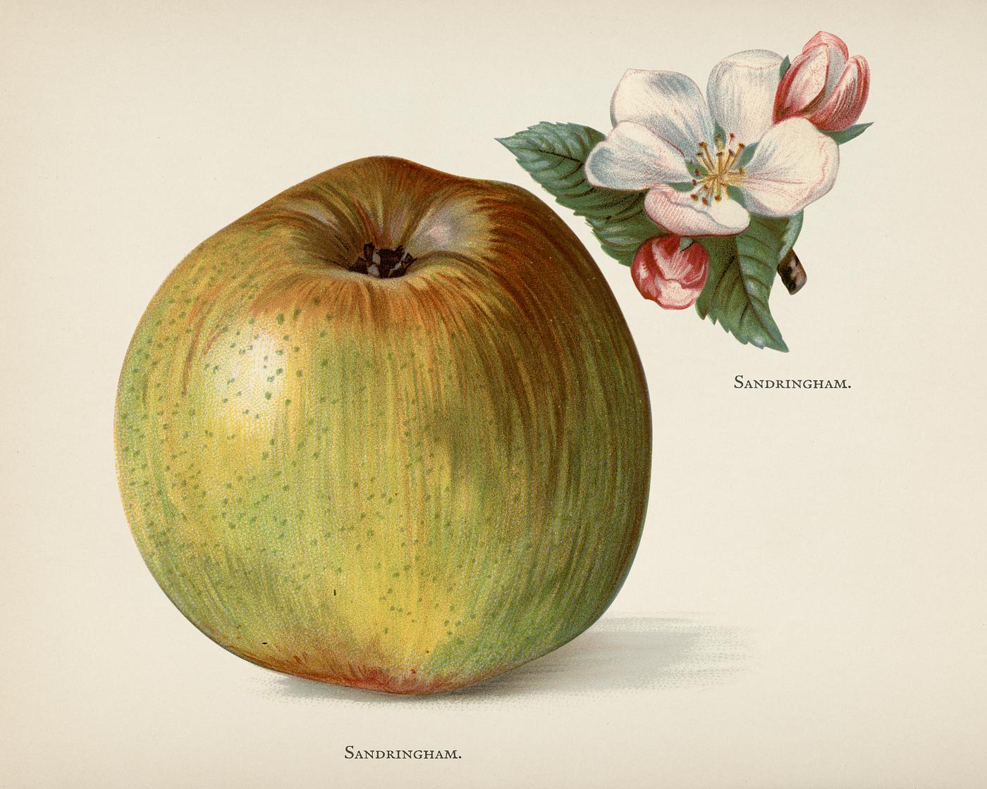 The fruit grower's guide : Vintage illustration of an apple The fruit grower's guide : Vintage illustration of an apple