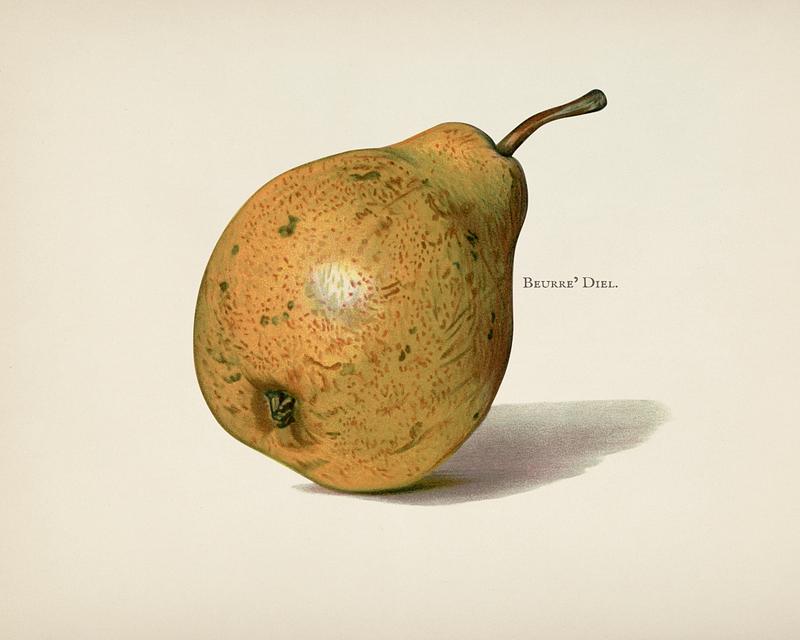 The fruit grower's guide : Vintage illustration of pears The fruit grower's guide : Vintage illustration of pears - beurre' diel, botanic, cultivation, drawing, ecology, fruit…