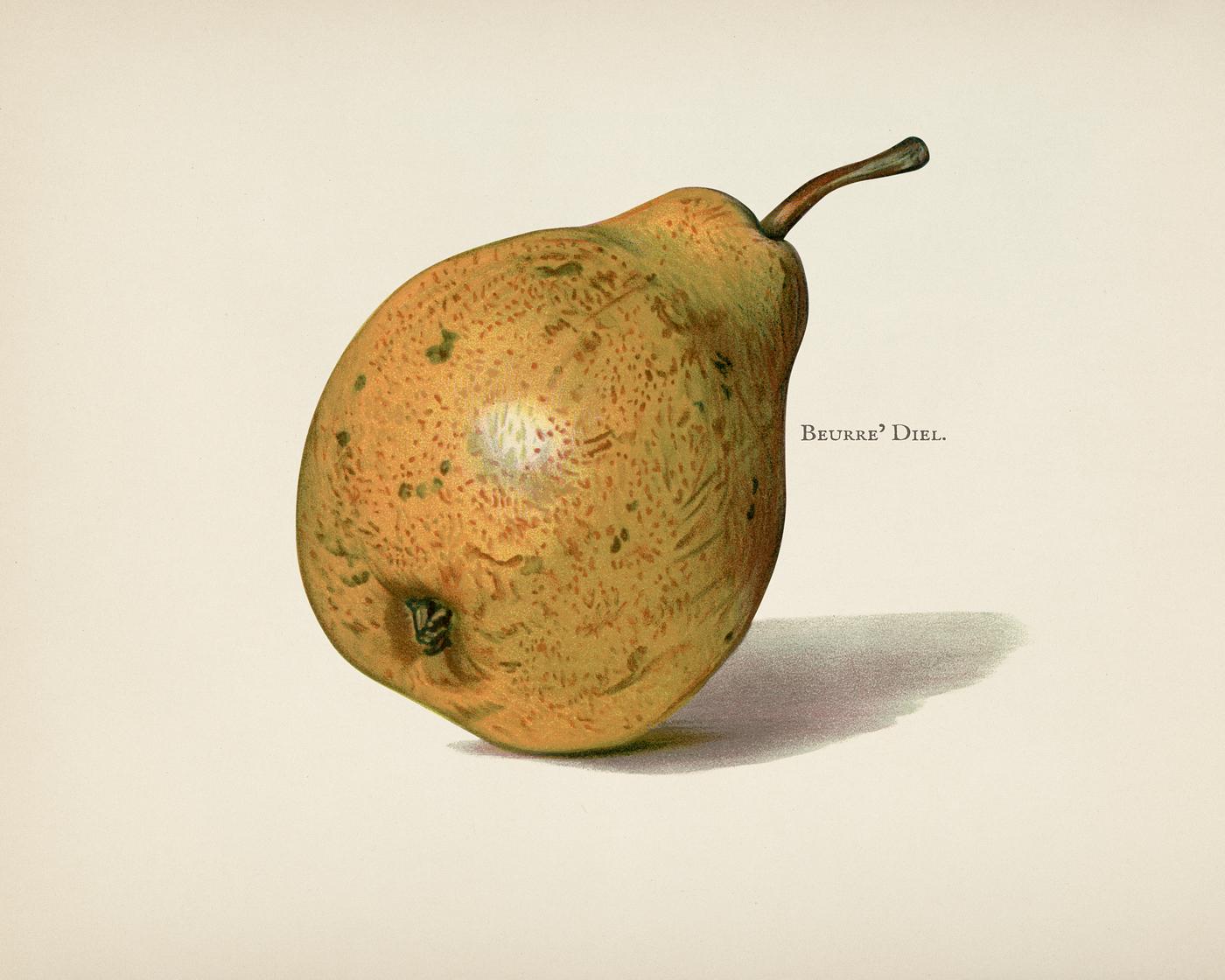 The fruit grower's guide : Vintage illustration of pears The fruit grower's guide : Vintage illustration of pears