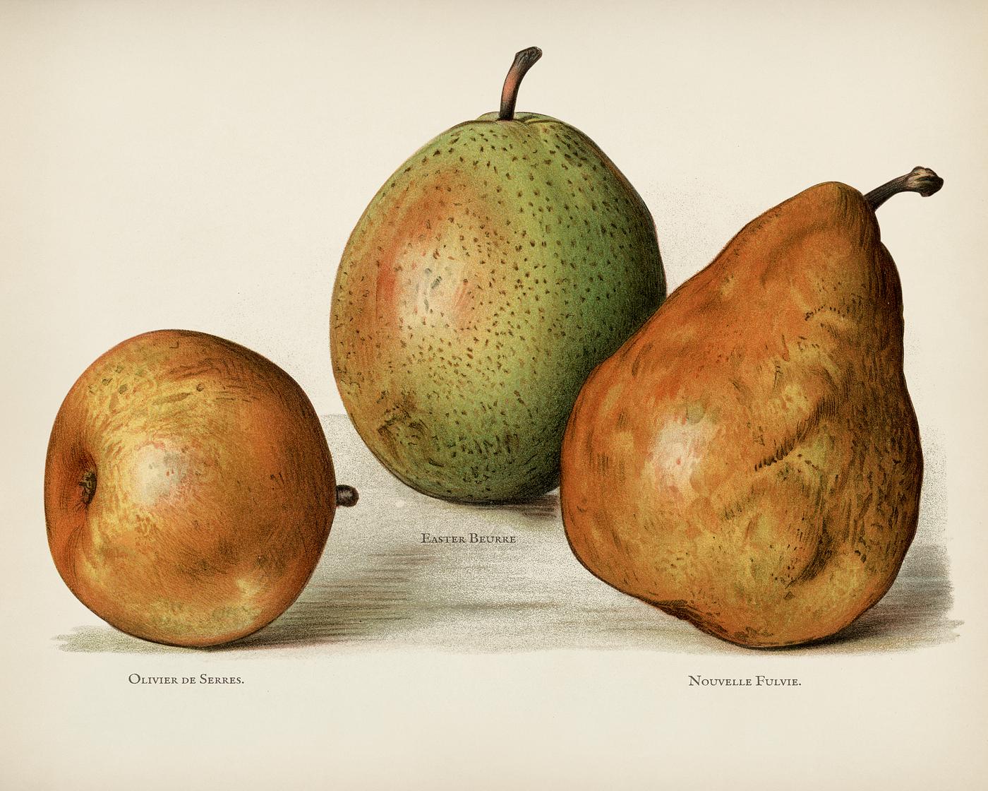 The fruit grower's guide : Vintage illustration of pears The fruit grower's guide : Vintage illustration of pears