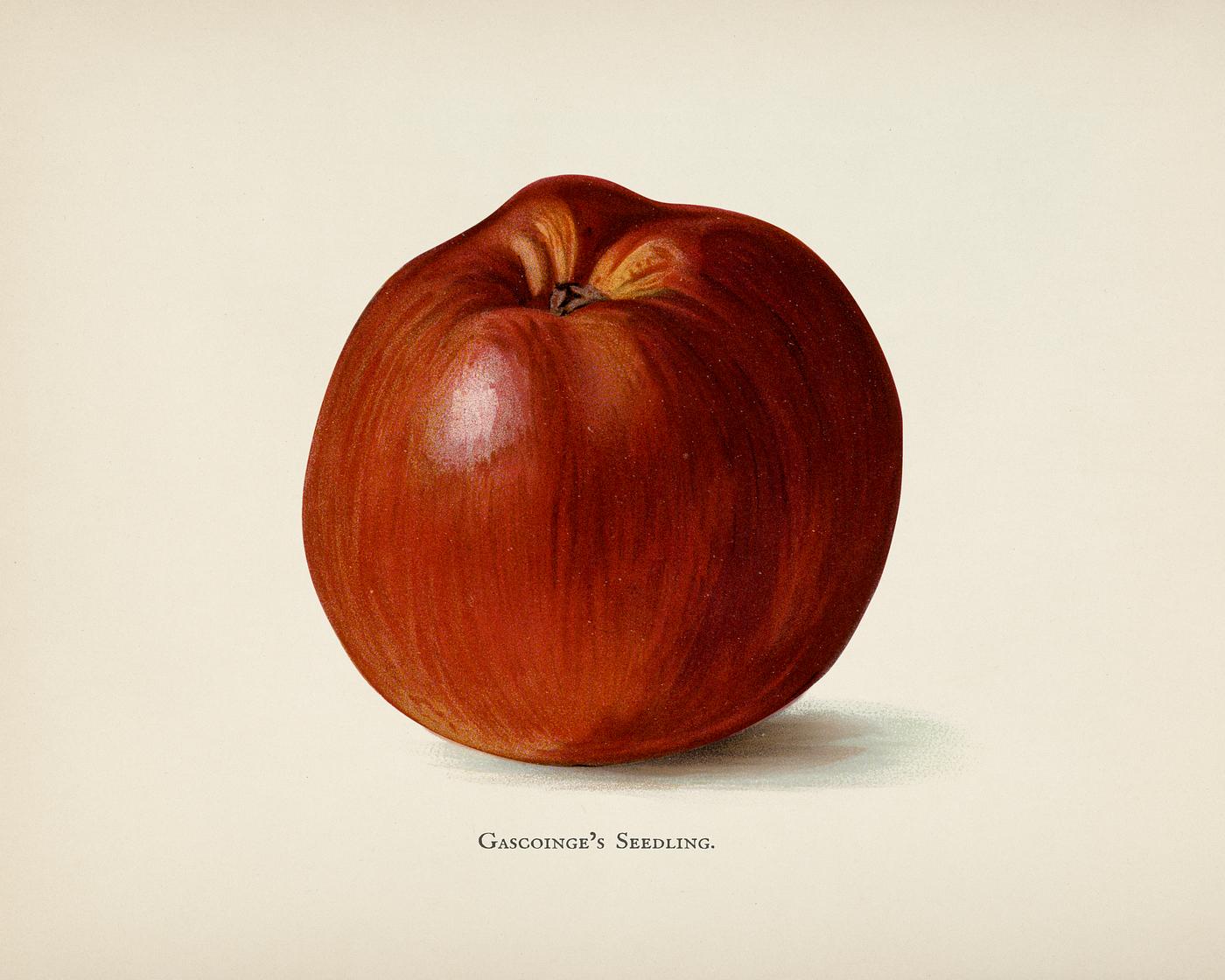 The fruit grower's guide : Vintage illustration of an apple The fruit grower's guide : Vintage illustration of an apple