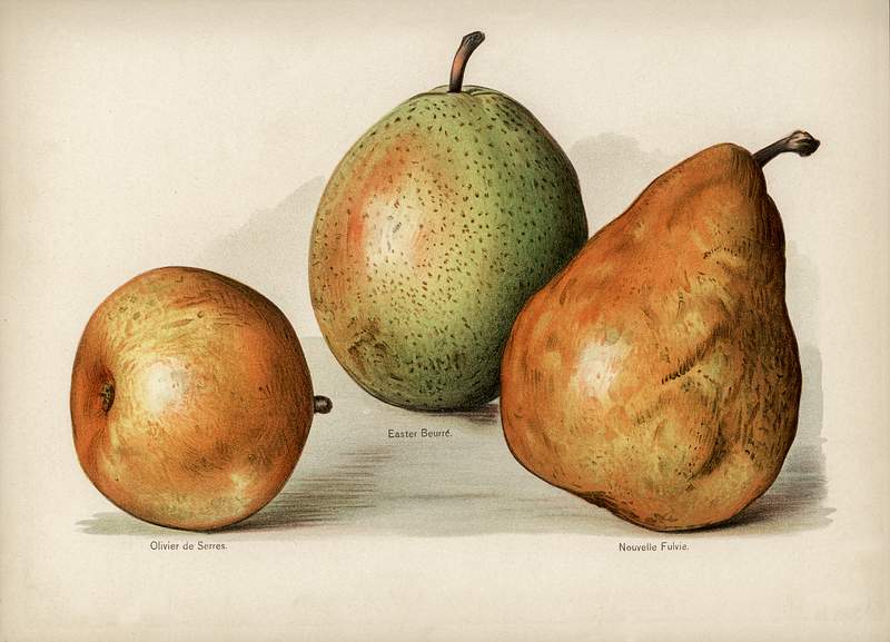 Fresh pears Vintage illustration of pears digitally enhanced from our own vintage edition of The Fruit Grower's Guide (1891) by John…