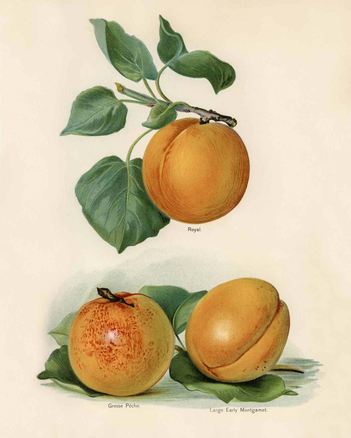 The fruit grower's guide : Vintage illustration of an apricot The fruit grower's guide : Vintage illustration of an apricot
