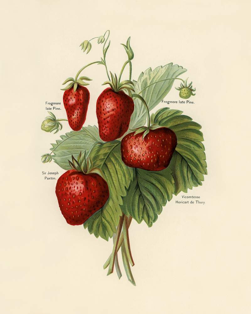 Vintage illustration of strawberries digitally enhanced from our own vintage edition of The Fruit Grower's Guide (1891) by John Wright. Vintage illustration of strawberries digitally enhanced from our own vintage edition of The Fruit Grower's Guide (1891) by…