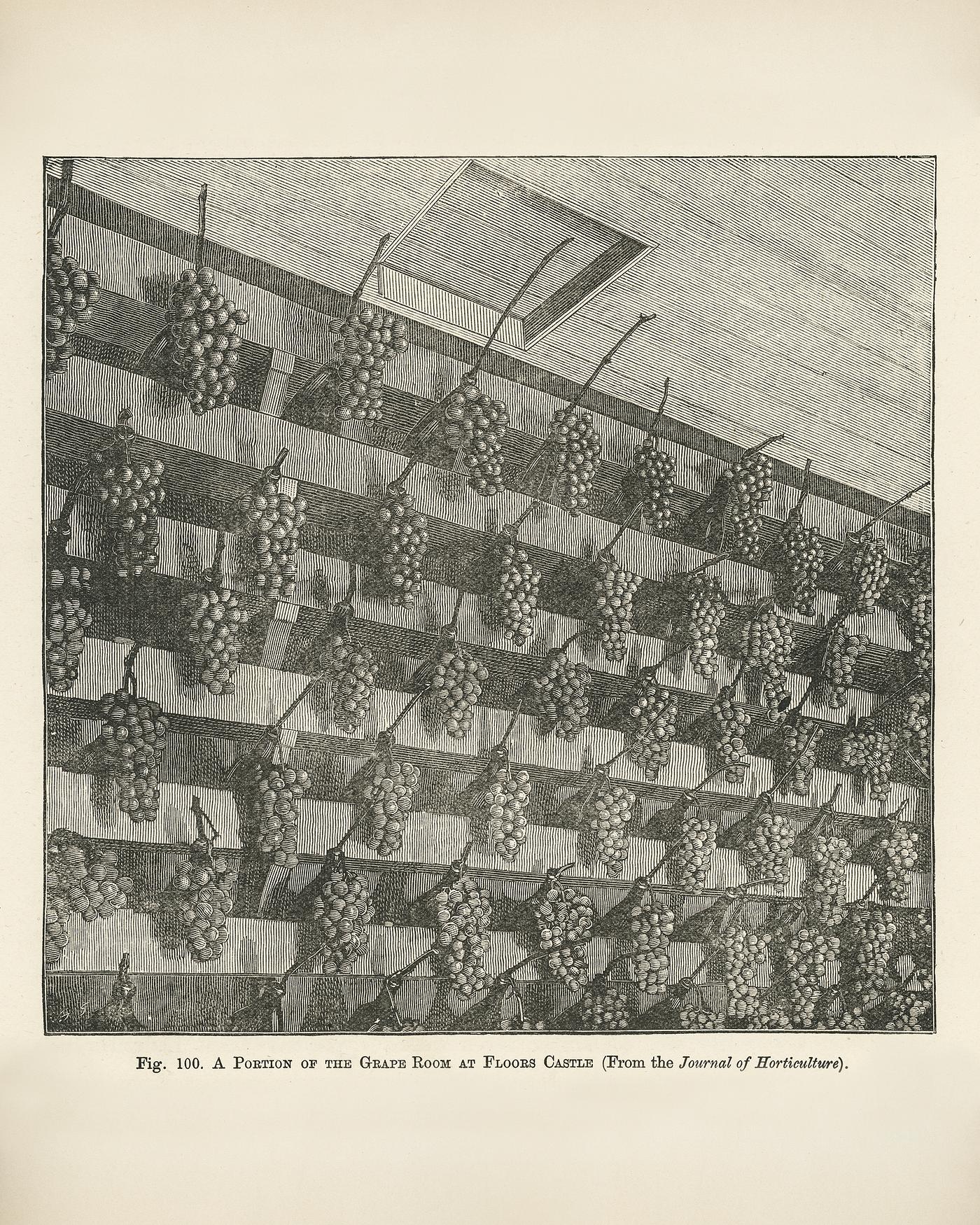 The fruit grower's guide : Vintage illustration of grape room The fruit grower's guide : Vintage illustration of grape room
