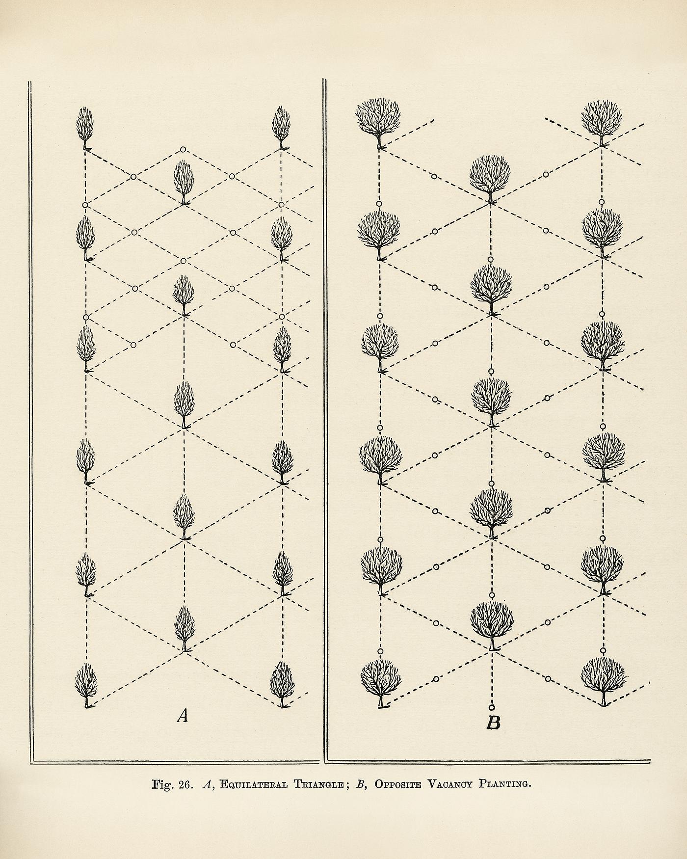 The fruit grower's guide : Vintage illustration of equilateral triangle The fruit grower's guide : Vintage illustration of equilateral triangle
