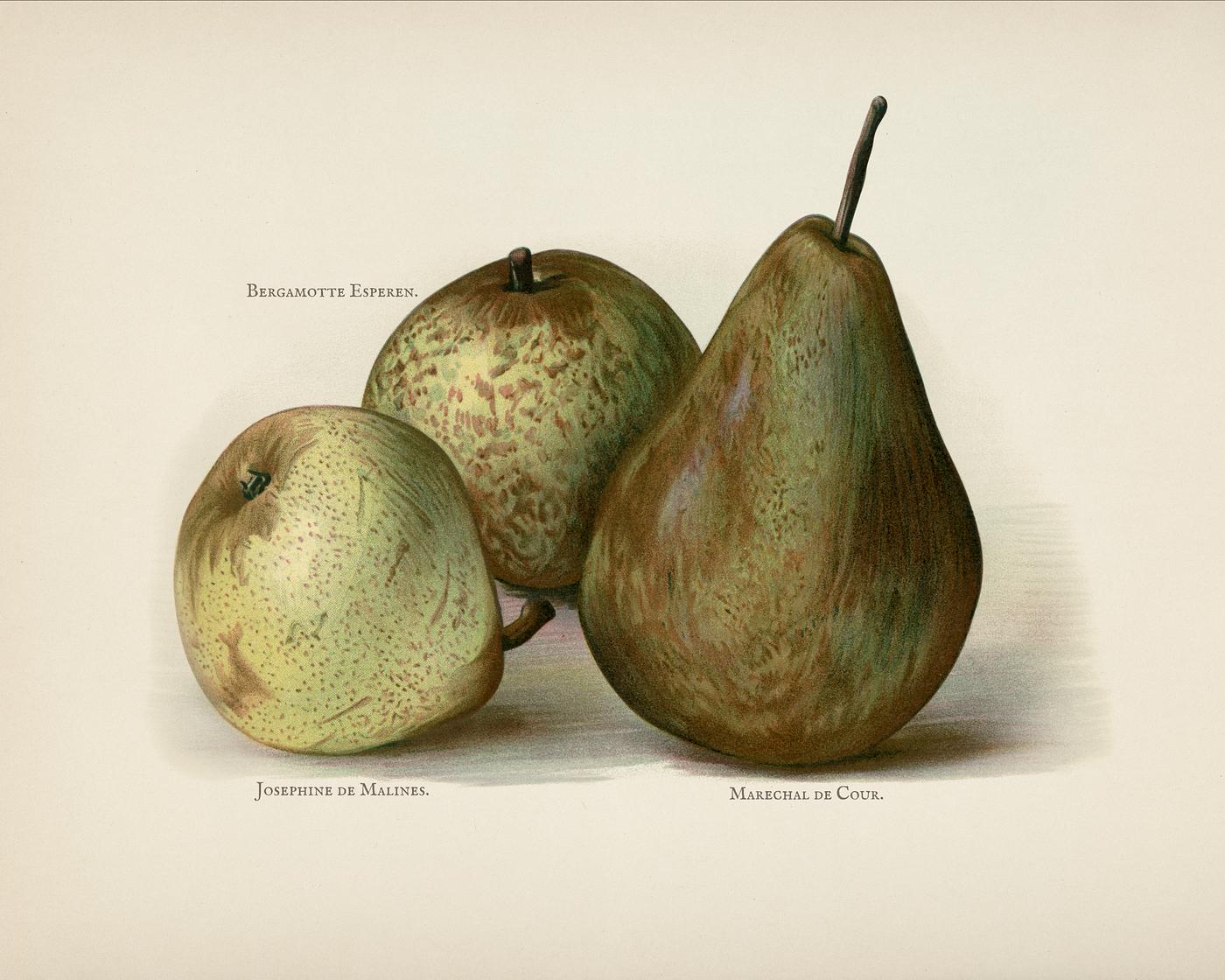 The fruit grower's guide : Vintage illustration of pears The fruit grower's guide : Vintage illustration of pears