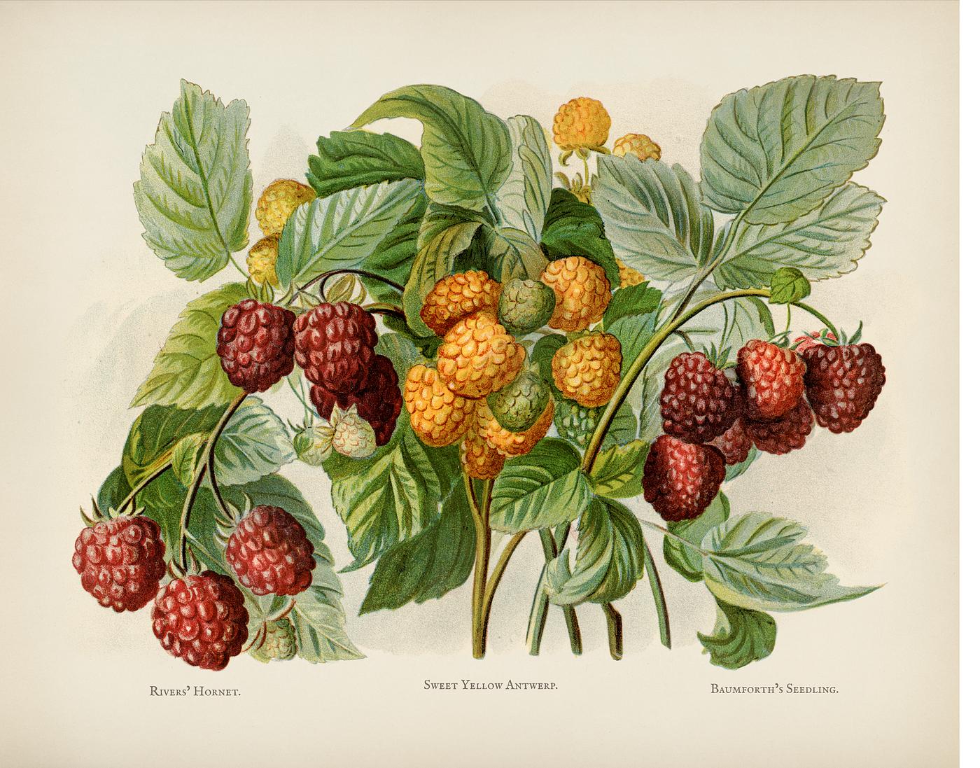 The fruit grower's guide : Vintage illustration of raspberry The fruit grower's guide : Vintage illustration of raspberry