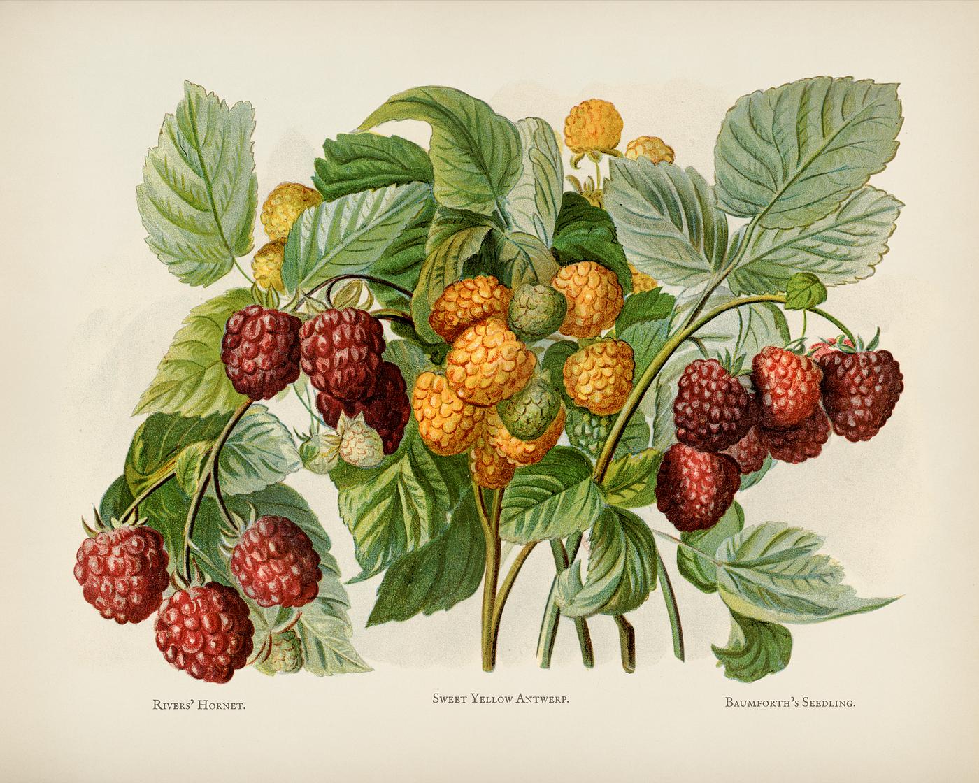 The fruit grower's guide : Vintage illustration of raspberry The fruit grower's guide : Vintage illustration of raspberry