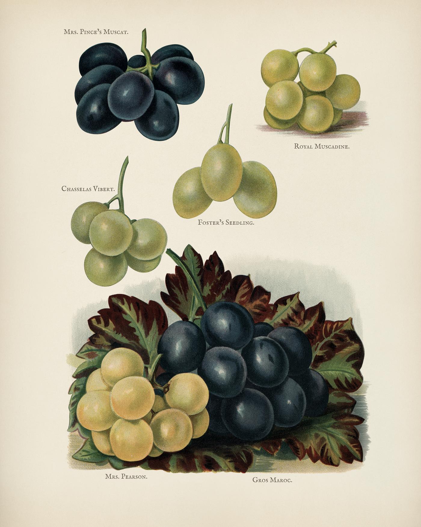 The fruit grower's guide : Vintage illustration of grape The fruit grower's guide : Vintage illustration of grape