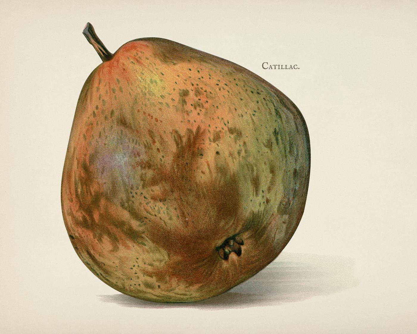 The fruit grower's guide : Vintage illustration of catillac pear The fruit grower's guide : Vintage illustration of catillac pear