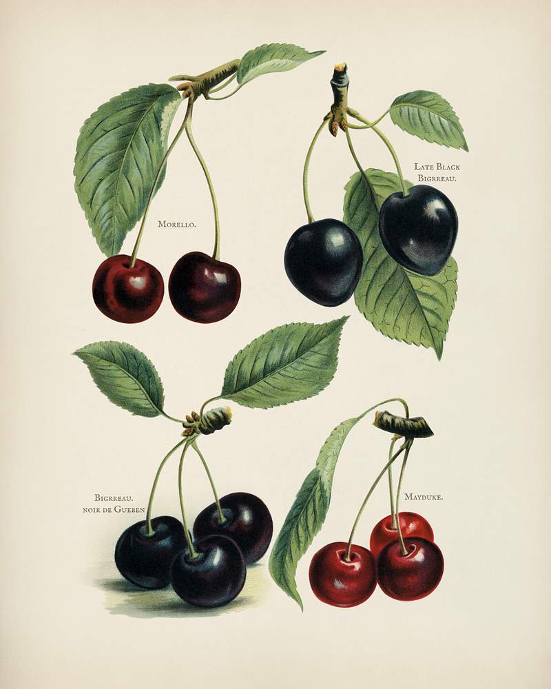 Vintage illustration of cherry digitally… | Free public domain illustration Vintage illustration of cherry digitally enhanced from our own vintage edition of The Fruit Grower's Guide (1891) by John…