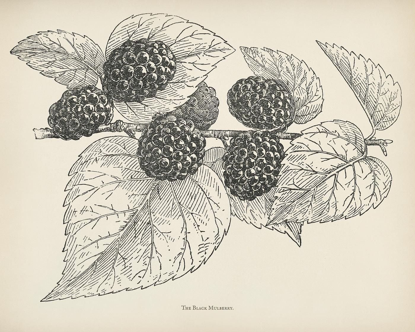 The fruit grower's guide : Vintage illustration of black mulberry The fruit grower's guide : Vintage illustration of black mulberry