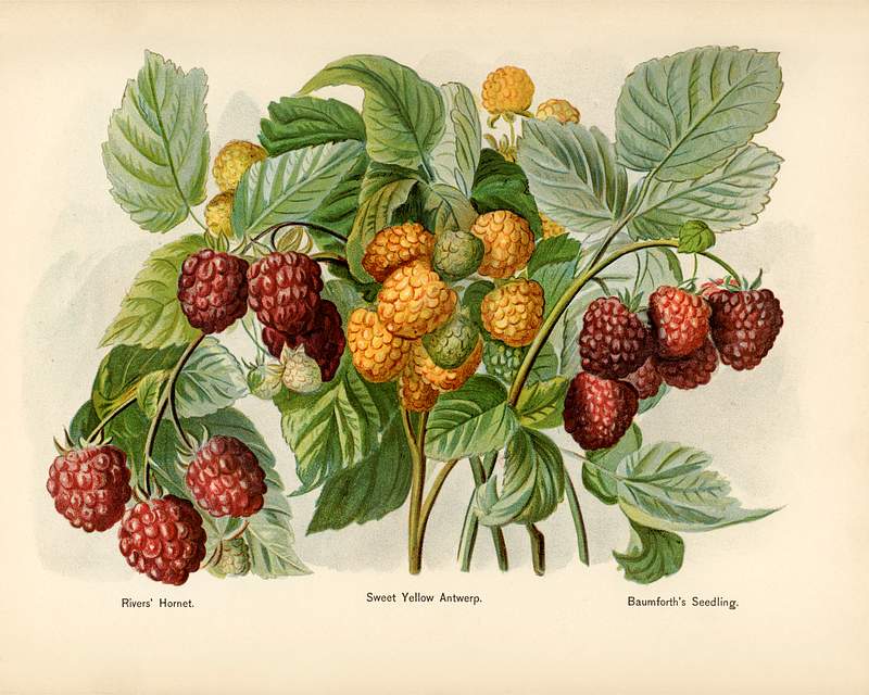Vintage illustration of raspberry digitally enhanced from our own vintage edition of The Fruit Grower's Guide (1891) by John Wright. Vintage illustration of raspberry digitally enhanced from our own vintage edition of The Fruit Grower's Guide (1891) by John…