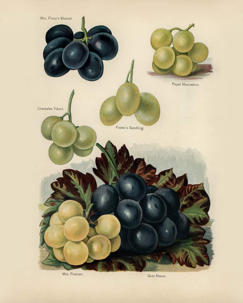 Vintage illustration of grape digitally enhanced from our own vintage edition of The Fruit Grower's Guide (1891) by John Wright. Vintage illustration of grape digitally enhanced from our own vintage edition of The Fruit Grower's Guide (1891) by John…