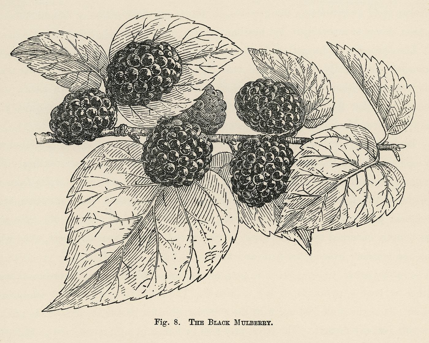 The fruit grower's guide : Vintage illustration of black mulberry The fruit grower's guide : Vintage illustration of black mulberry