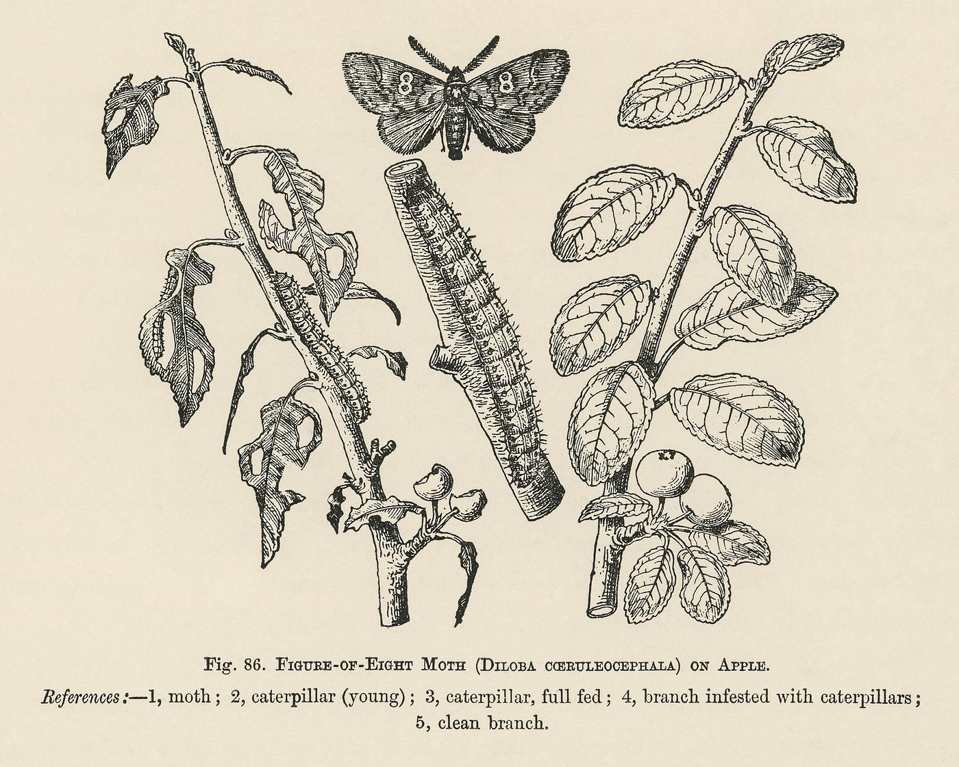 The fruit grower's guide : Vintage illustration of Moth The fruit grower's guide : Vintage illustration of Moth