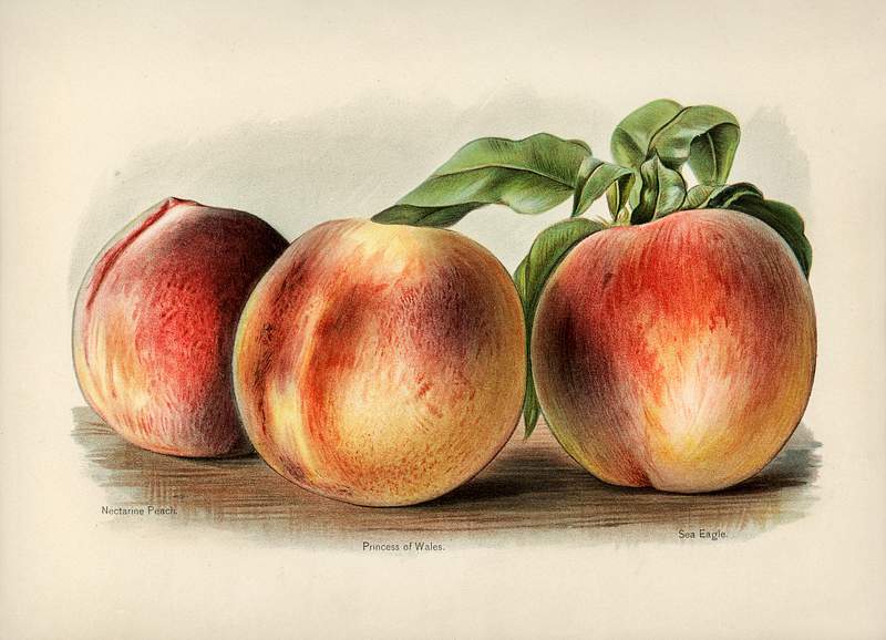 Vintage illustration of peach digitally enhanced from our own vintage edition of The Fruit Grower's Guide (1891) by John Wright. Vintage illustration of peach digitally enhanced from our own vintage edition of The Fruit Grower's Guide (1891) by John…