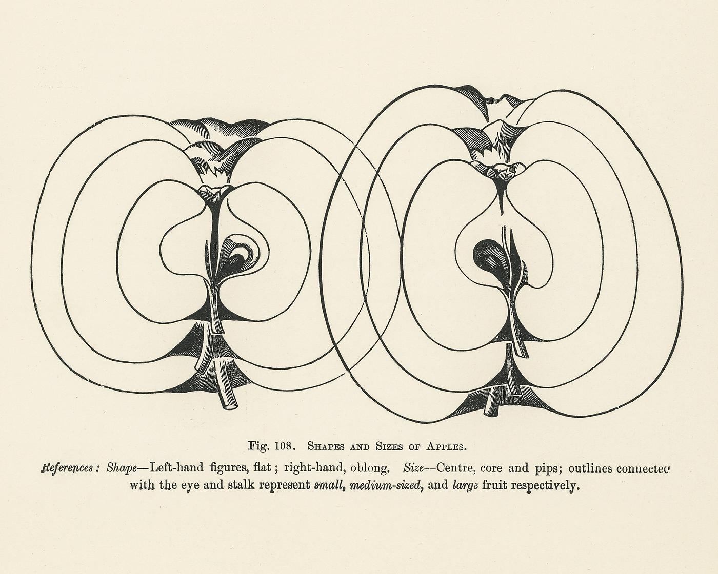 The fruit grower's guide : Vintage illustration of apples, shapes, sizes The fruit grower's guide : Vintage illustration of apples, shapes, sizes
