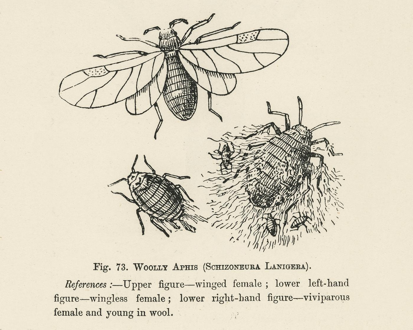 The fruit grower's guide : Vintage illustration of schizoneura lanigera, woolly aphis bug The fruit grower's guide : Vintage illustration of schizoneura lanigera, woolly aphis bug