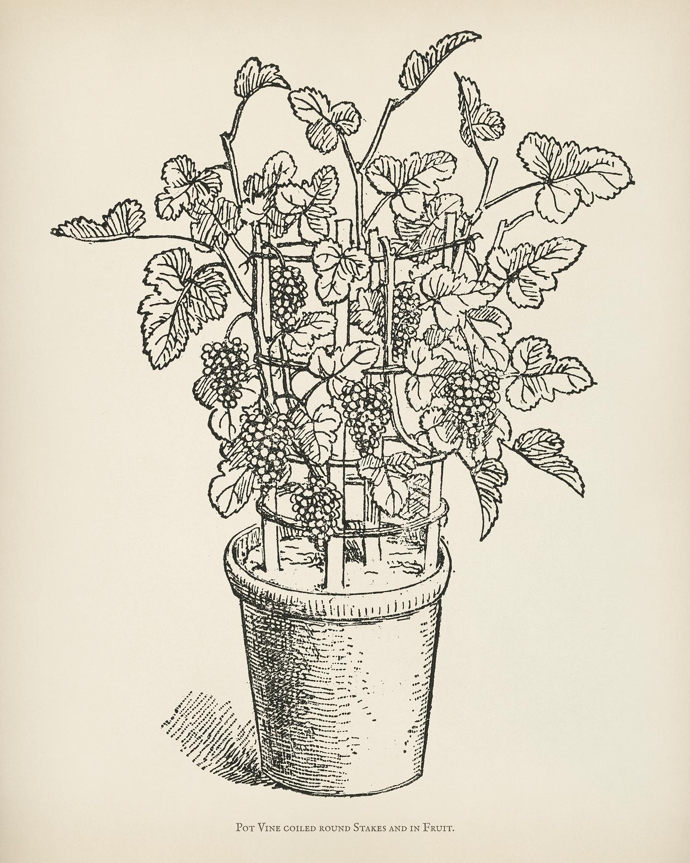 The fruit grower's guide : Vintage illustration of pot vine grapes The fruit grower's guide : Vintage illustration of pot vine grapes