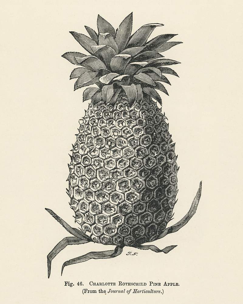 Vintage illustration of charlotte rothschild… | Free public domain illustration Vintage illustration of charlotte rothschild pineapple digitally enhanced from our own vintage edition of The Fruit Grower's…