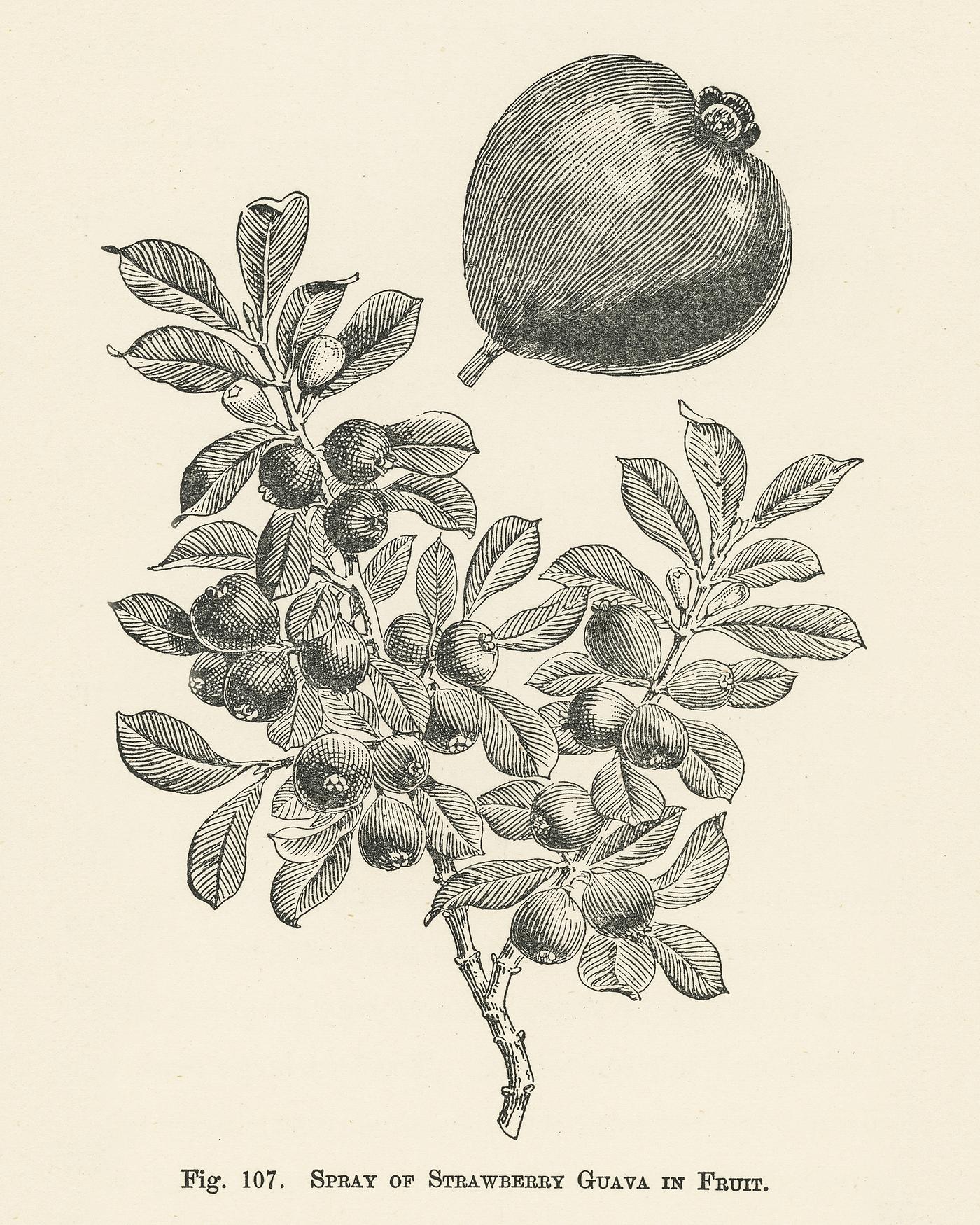 The fruit grower's guide : Vintage illustration of strawberry guava The fruit grower's guide : Vintage illustration of strawberry guava