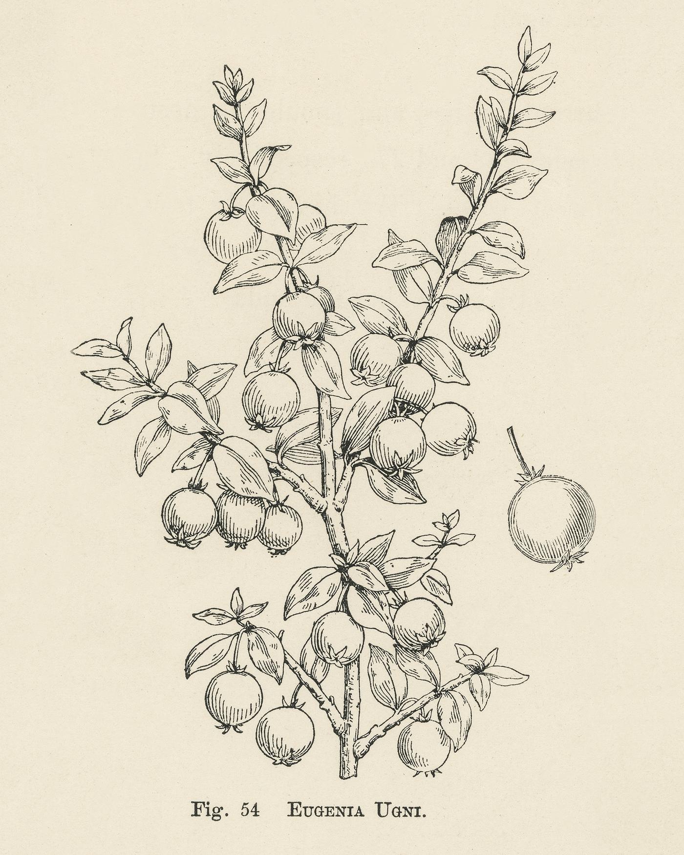 The fruit grower's guide : Vintage illustration of eugenia ugni The fruit grower's guide : Vintage illustration of eugenia ugni