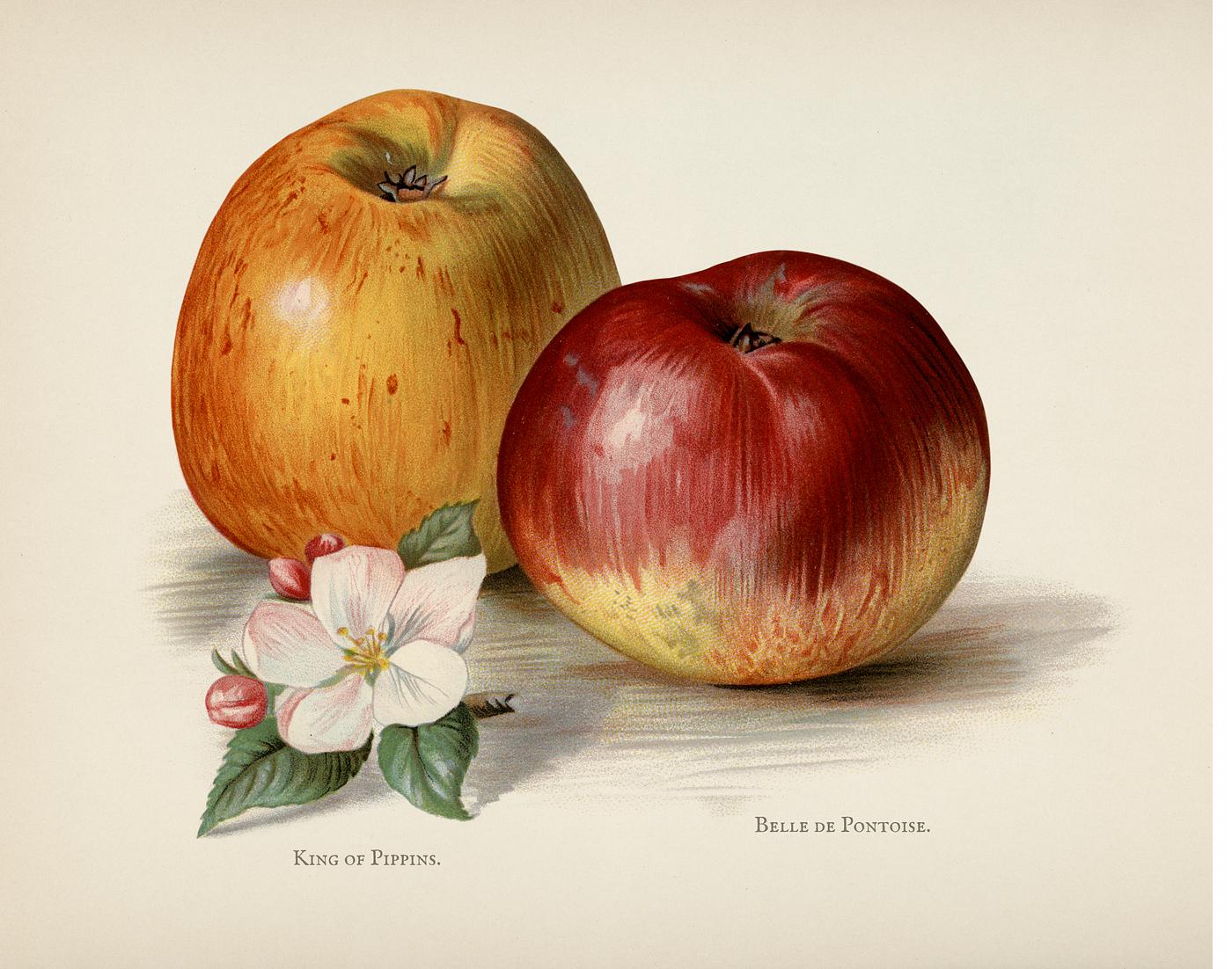 The fruit grower's guide : Vintage illustration of king of pippins apple The fruit grower's guide : Vintage illustration of king of pippins apple