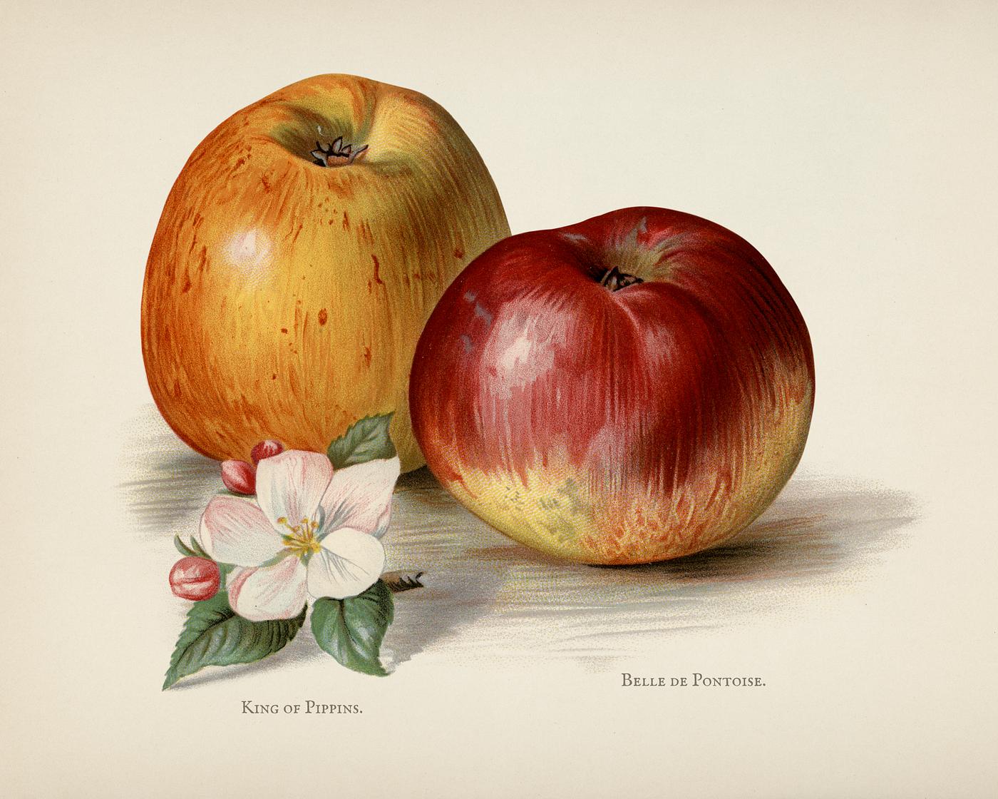 The fruit grower's guide : Vintage illustration of king of pippins apple The fruit grower's guide : Vintage illustration of king of pippins apple