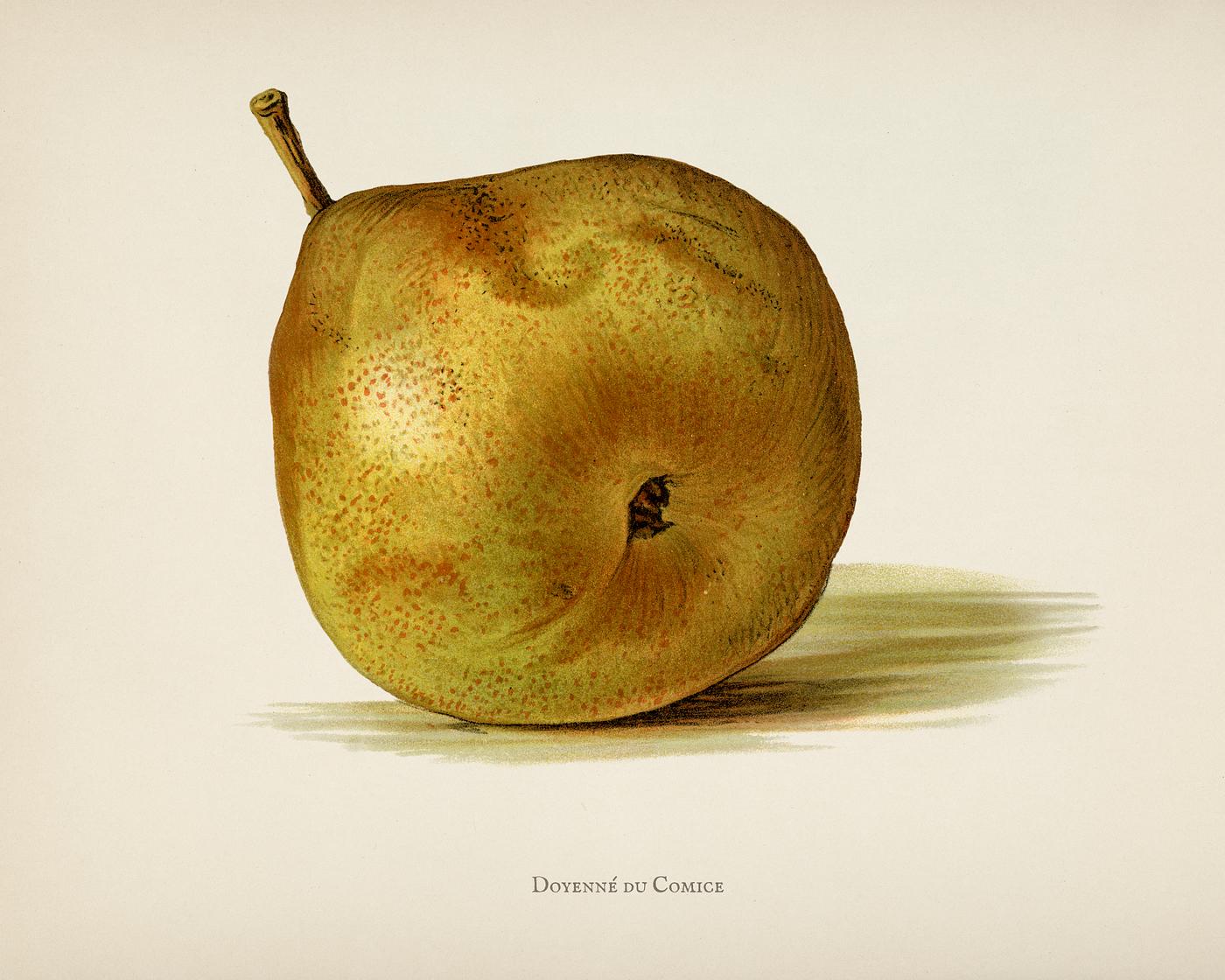 The fruit grower's guide : Vintage illustration of pear The fruit grower's guide : Vintage illustration of pear