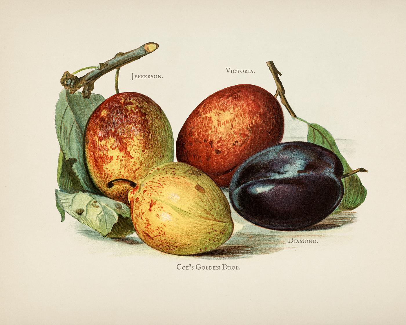 The fruit grower's guide : Vintage illustration of plum The fruit grower's guide : Vintage illustration of plum