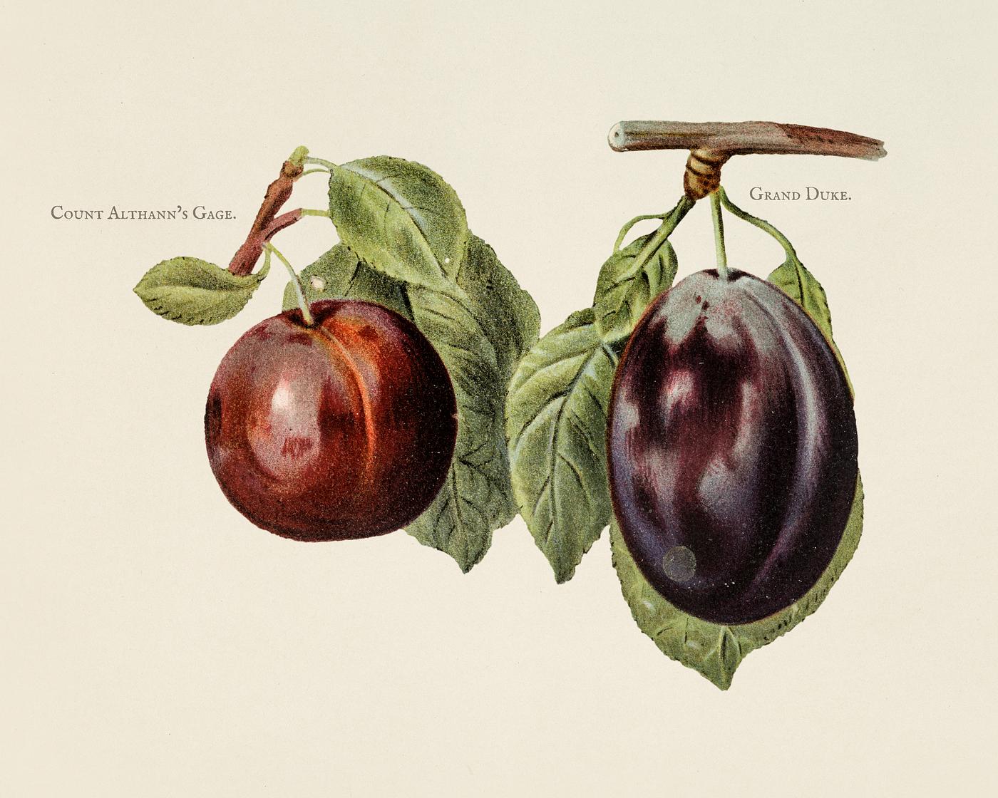 The fruit grower's guide : Vintage illustration of plum The fruit grower's guide : Vintage illustration of plum