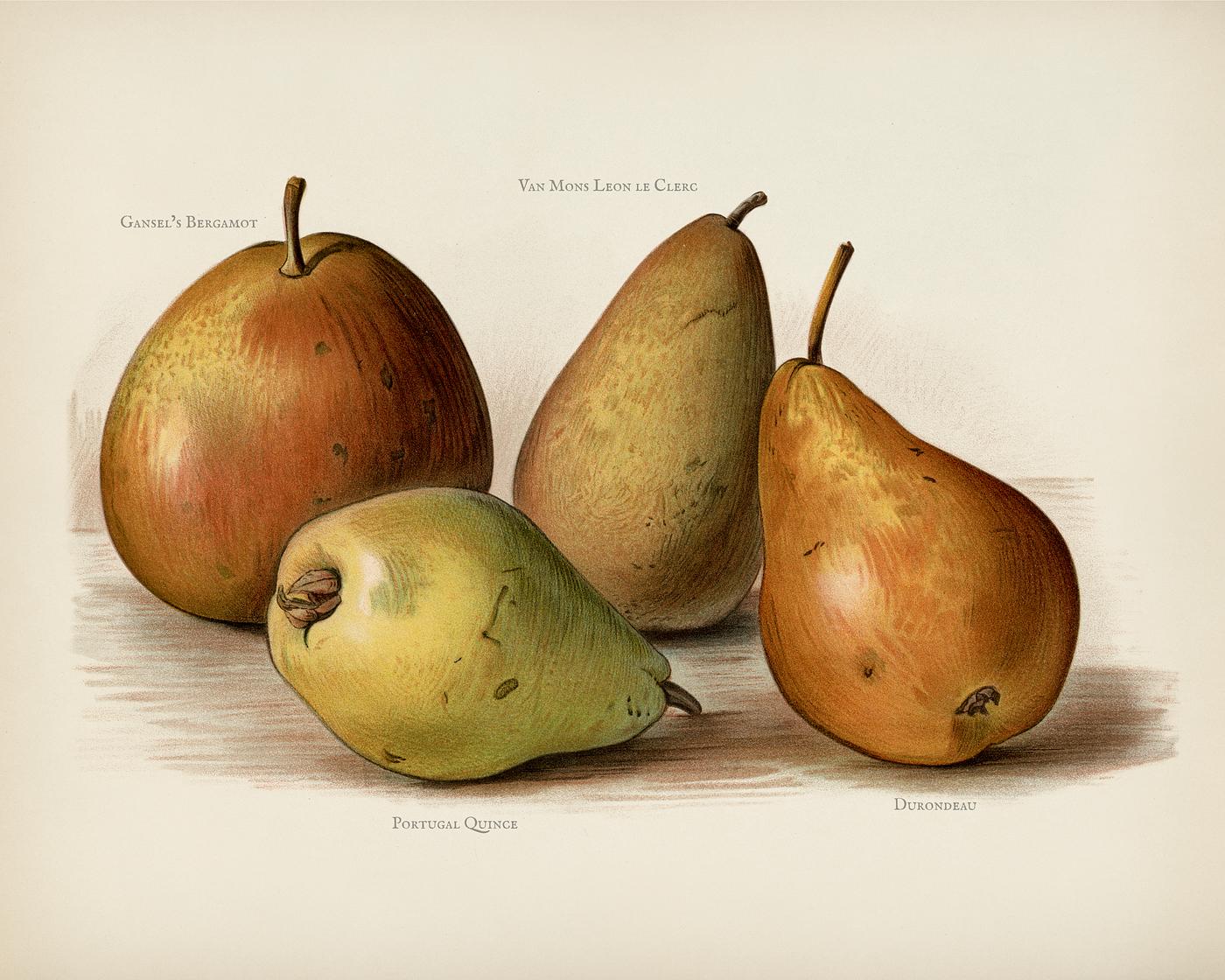 The fruit grower's guide : Vintage illustration of pear The fruit grower's guide : Vintage illustration of pear