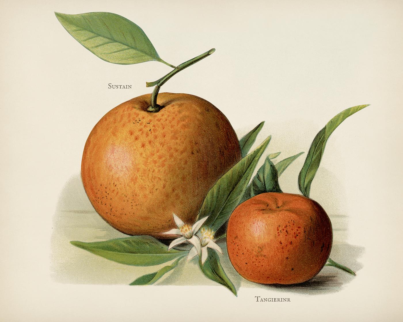The fruit grower's guide : Vintage illustration of orange The fruit grower's guide : Vintage illustration of orange