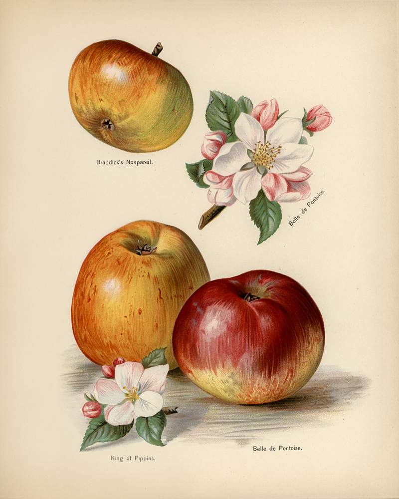 The fruit grower's guide : Vintage illustration of king of pippins apple The fruit grower's guide : Vintage illustration of king of pippins apple
