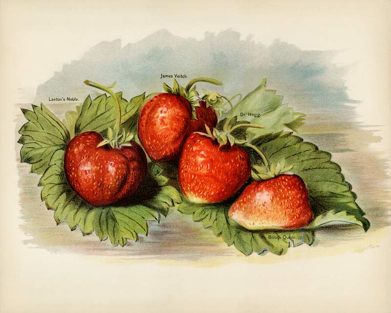 Vintage illustration of strawberry digitally enhanced from our own vintage edition of The Fruit Grower's Guide (1891) by John Wright. Vintage illustration of strawberry digitally enhanced from our own vintage edition of The Fruit Grower's Guide (1891) by John…