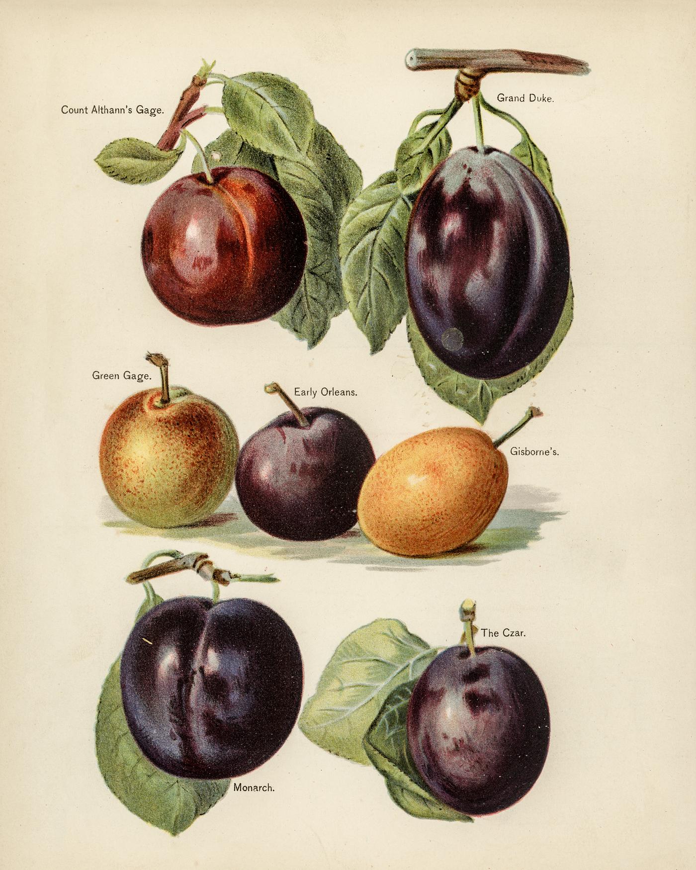 The fruit grower's guide : Vintage illustration of plum The fruit grower's guide : Vintage illustration of plum
