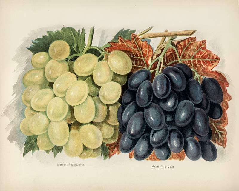 Vintage illustration of grape digitally enhanced from our own vintage edition of The Fruit Grower's Guide (1891) by John Wright. Vintage illustration of grape digitally enhanced from our own vintage edition of The Fruit Grower's Guide (1891) by John…