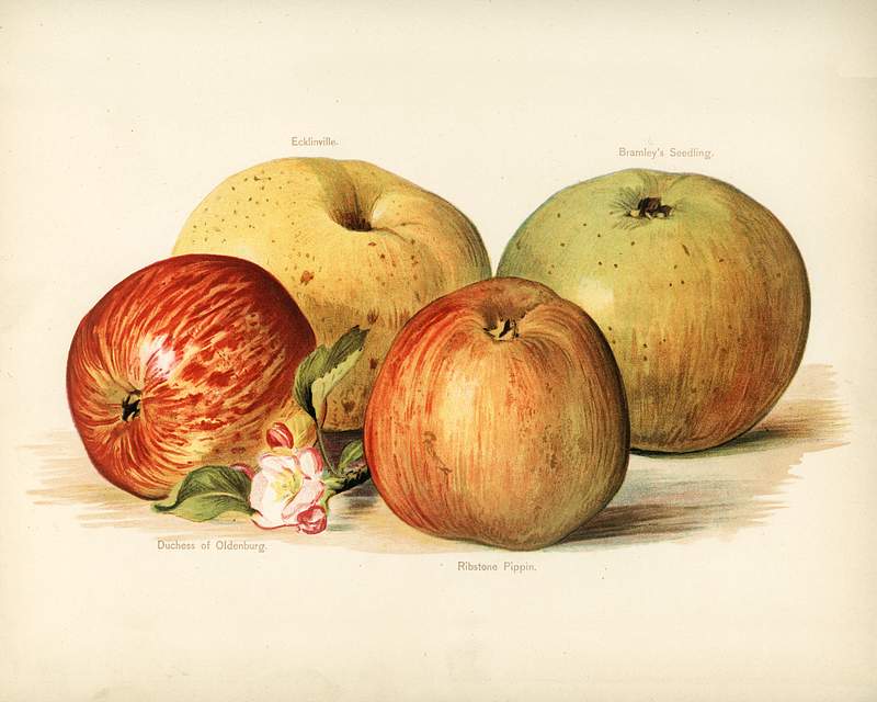 Apple painting Vintage illustration of apple digitally enhanced from our own vintage edition of The Fruit Grower's Guide (1891) by John…