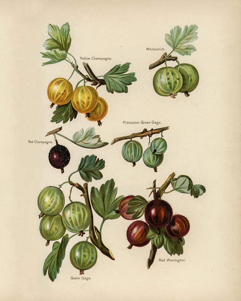 The fruit grower's guide : Vintage illustration of gooseberry
The fruit grower's guide : Vintage illustration of gooseberry - berry, botanic, cc0, creative common 0, creative commons…