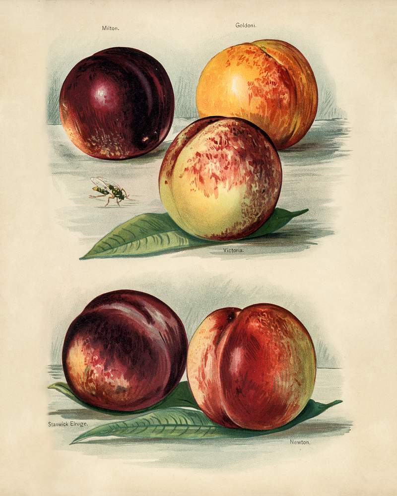Vintage illustration of peach digitally enhanced from our own vintage edition of The Fruit Grower's Guide (1891) by John Wright. Vintage illustration of peach digitally enhanced from our own vintage edition of The Fruit Grower's Guide (1891) by John…