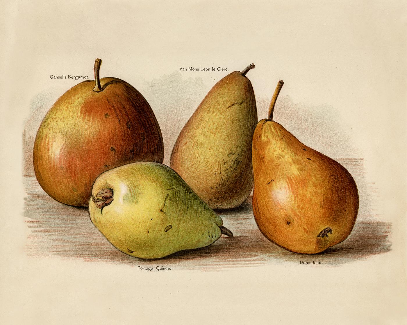 Vintage illustration of pear digitally enhanced from our own vintage edition of The Fruit Grower's Guide (1891) by John... Vintage illustration of pear digitally enhanced from our own vintage edition of The Fruit Grower's Guide (1891) by John...