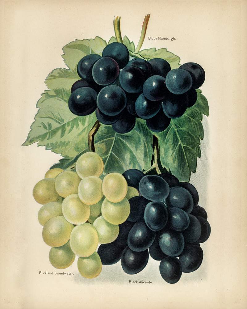Vintage illustration of grape digitally enhanced from our own vintage edition of The Fruit Grower's Guide (1891) by John Wright. Vintage illustration of grape digitally enhanced from our own vintage edition of The Fruit Grower's Guide (1891) by John…