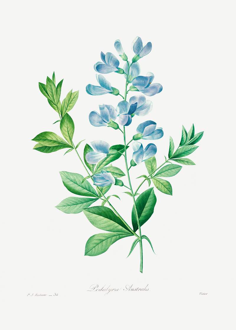 Sweet pea by Pierre-Joseph Redouté (1759–1840). Original from Biodiversity Heritage Library. Digitally enhanced…