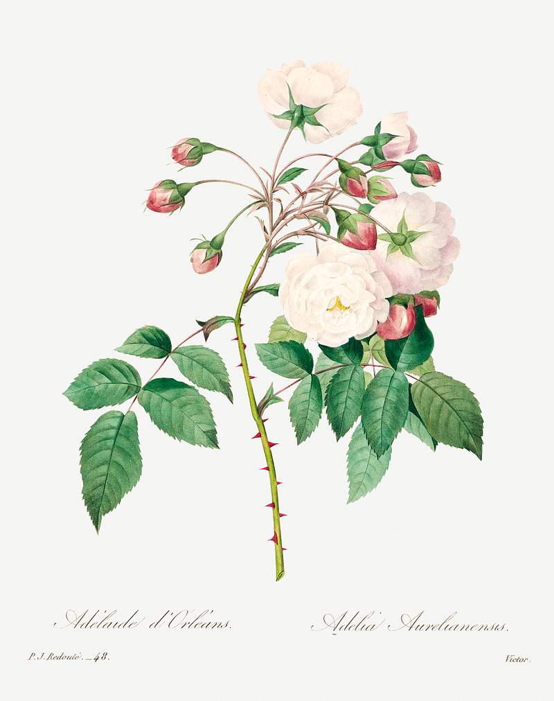 Rose adelaide by Pierre-Joseph Redouté (1759–1840). Original from Biodiversity Heritage Library. Digitally…