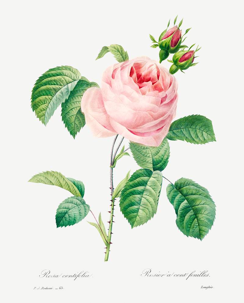 Antique plant drawn by Pierre-Joseph Redouté (1759–1840). Original from Biodiversity Heritage Library. Digitally…