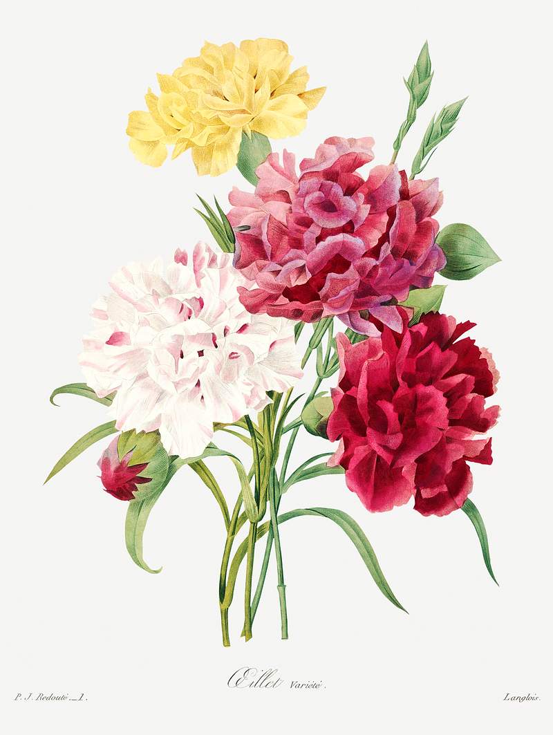Carnation by Pierre-Joseph Redouté (1759–1840). Original from Biodiversity Heritage Library. Digitally enhanced…