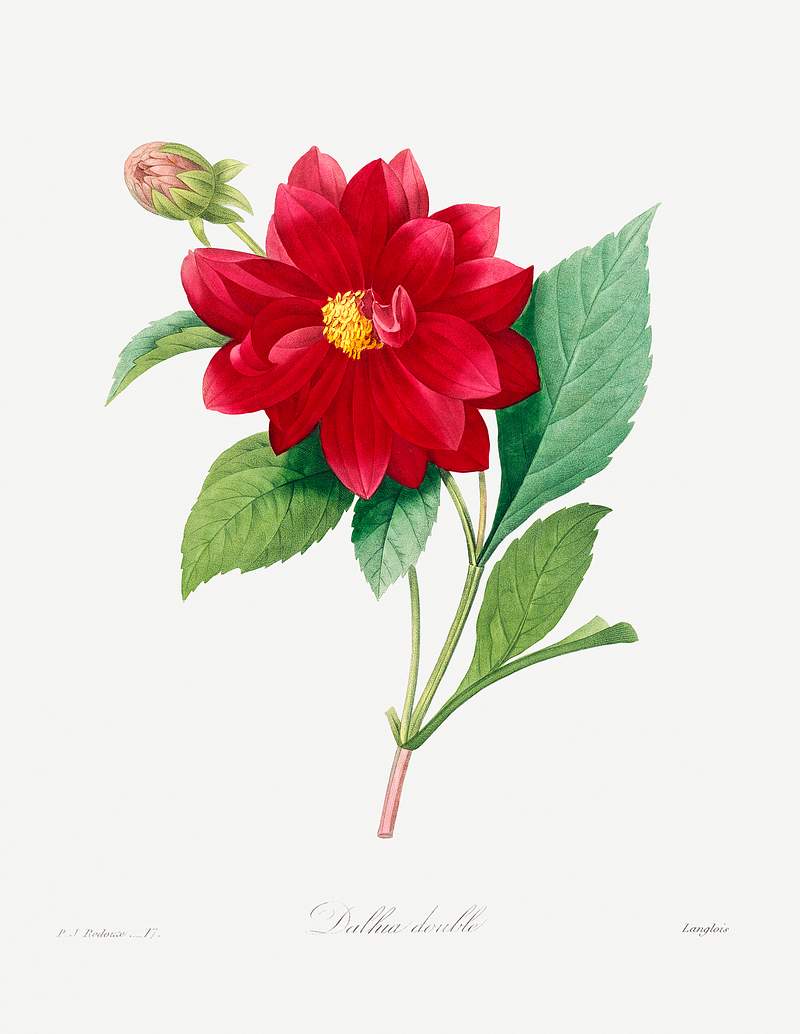 Dahlia double by Pierre-Joseph Redouté (1759–1840). Original from Biodiversity Heritage Library. Digitally…