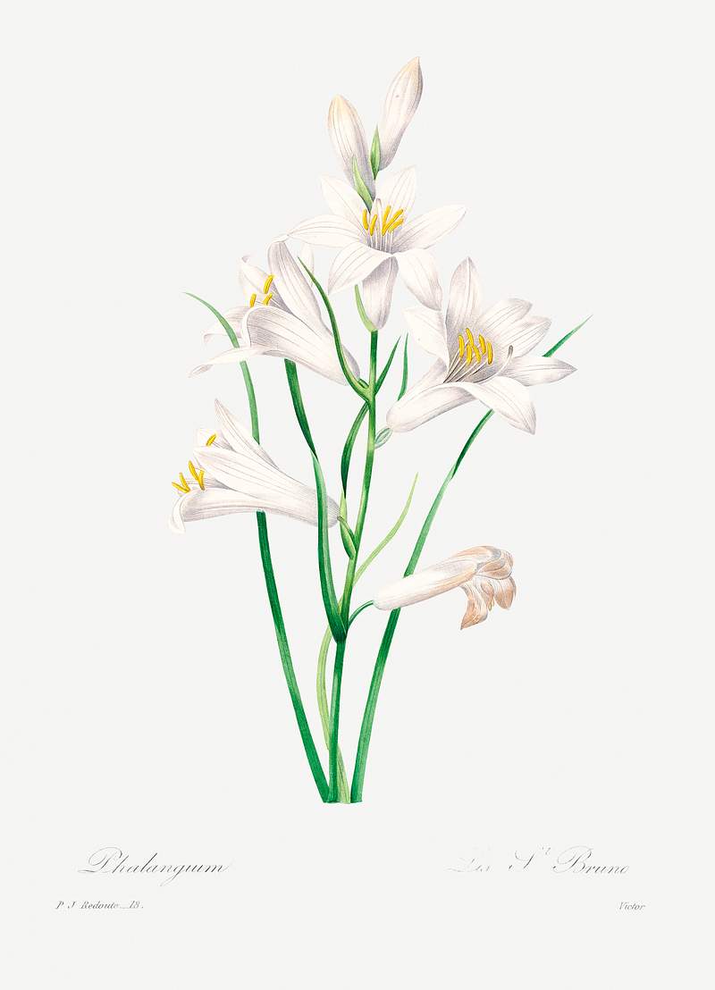 White lily by Pierre-Joseph Redouté (1759–1840). Original from Biodiversity Heritage Library. Digitally enhanced…